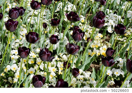 Tulip field 50226603