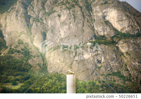 seagull is expand the wings on pillar with halo seagull is expand the wings on pillar with halo 50226651
