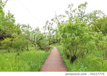 Oami generation (spring) 50227778