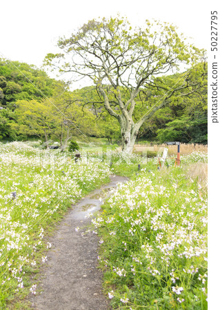 Oami一代（春天） 50227795