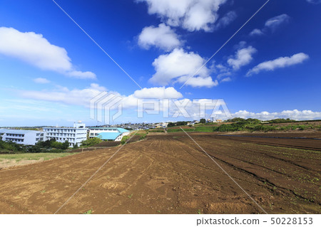 Field (summer / autumn) Field (summer / autumn) 50228153