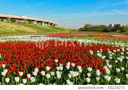 開花在都市農業公園Skytree河床的五顏六色的鬱金香領域和藍天 50228255