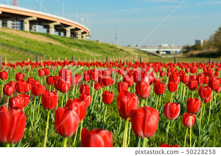開花在都市農業公園Skytree河床的五顏六色的鬱金香領域和藍天 50228258