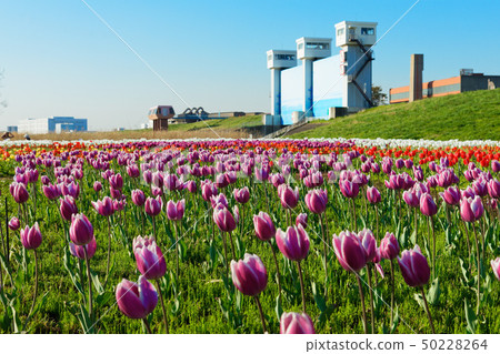 Colorful tulip fields and blue sky blooming on the riverbed of urban agricultural park Colorful tulip fields and blue sky blooming on the riverbed of urban agricultural park 50228264
