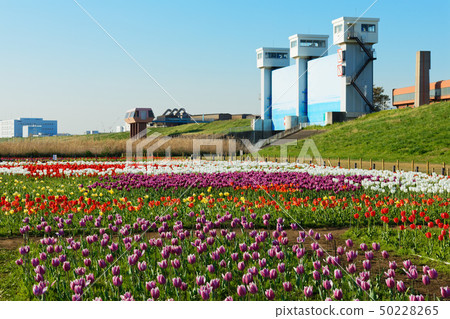 Colorful tulip fields and blue sky blooming on the riverbed of urban agricultural park Colorful tulip fields and blue sky blooming on the riverbed of urban agricultural park 50228265