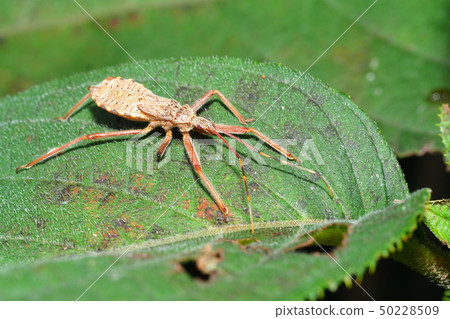 The larva of the elephant beetle turtle The larva of the elephant beetle turtle 50228509