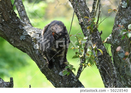 Cat · Wild cat · Rust pattern · Rusty · Female · Tree climbing · Pregnancy · Spring · Cute · Sunny 50228540