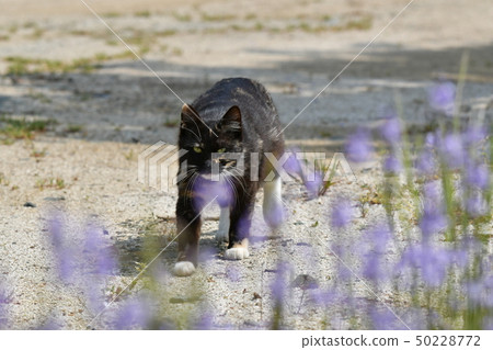 Cat · stray cat · rust pattern · black chan · cute · sunny · relaxing · · female · pregnancy · Matsubaunran · spring Cat · stray cat · rust pattern · black chan · cute · sunny · relaxing · · female · pregnancy · Matsubaunran · spring 50228772