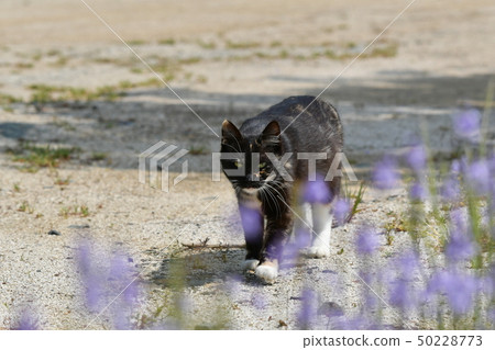 Cat · stray cat · rust pattern · black chan · cute · sunny · relaxing · · female · pregnancy · Matsubaunran · spring Cat · stray cat · rust pattern · black chan · cute · sunny · relaxing · · female · pregnancy · Matsubaunran · spring 50228773