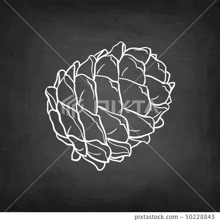 Chalk sketch of pine nut Chalk sketch of pine nut 50228843