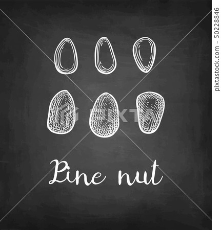 Chalk sketch of pine nut Chalk sketch of pine nut 50228846