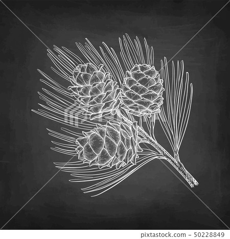 Chalk sketch of pine nut 50228849