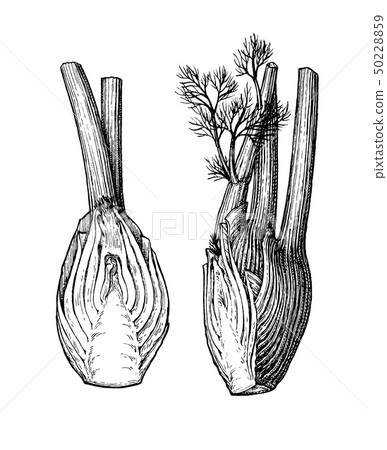 Ink sketch of fennel bulbs 50228859