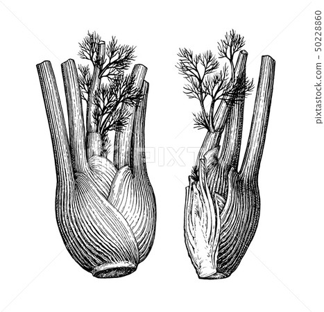 Ink sketch of fennel bulbs 50228860