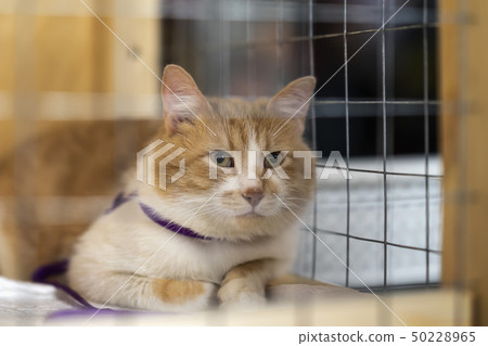 Lonely red white cat looking with hope from lattice of cell, and waiting for owner with home Lonely red white cat looking with hope from lattice of cell, and waiting for owner with home 50228965
