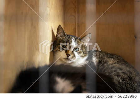 Sad homeless alone cat, looking out from cage behind bars in animal shelter waiting for someone to 50228980