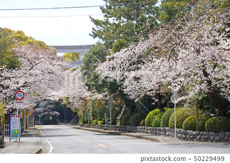 Samukawa Shrine Torii approach way Cherry blossoms 50229499