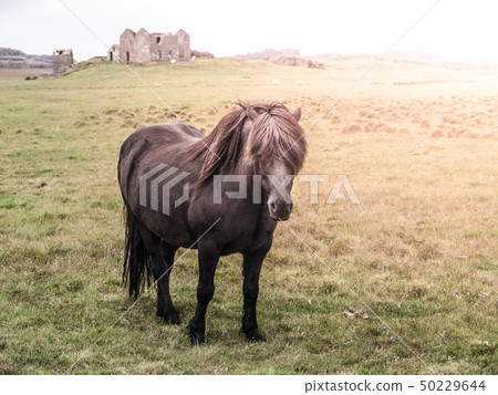 Icelandic horse standing in the middle of meadow 50229644