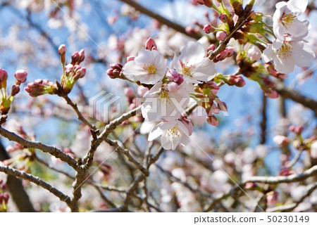 Still cherry 50230149