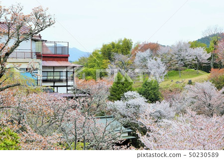 Satoyama spring 50230589