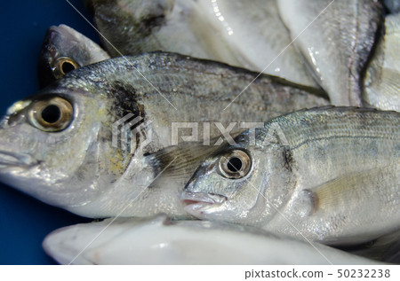 close up shoot of small freash fish just taken from the sea close up shoot of small freash fish just taken from the sea 50232238