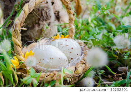 Bastket with two quil eggs in the gras with flowers - easter concept Bastket with two quil eggs in the gras with flowers - easter concept 50232291