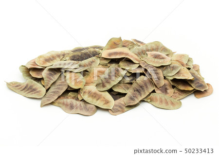 Senna Pod Sena Pod Senna Alexandrina:Senna Pods Senna Pod Sena Pod Senna Alexandrina:Senna Pods 50233413