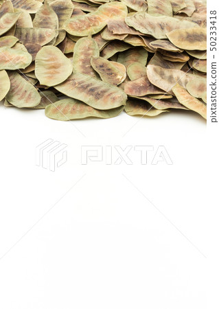 Senna Pod Sena Pod Senna Alexandrina:Senna Pods Senna Pod Sena Pod Senna Alexandrina:Senna Pods 50233418