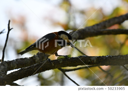 野豬·陽光·可愛·鱸魚·春天·吃·食物 50233905