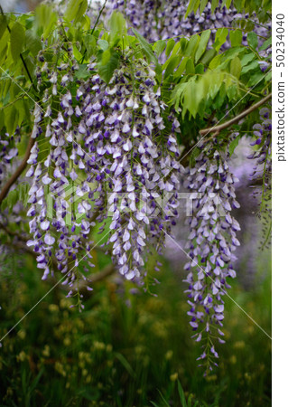 Wisteria 50234040