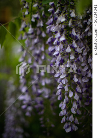 Wisteria 50234041