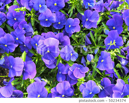 Pansy of full bloom 50234374