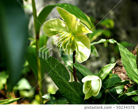 Christmas rose 50234378