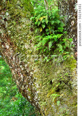 Ise shrine trees 50234381
