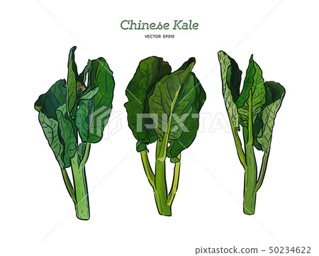 Chenese Kale Or Chinese Broccoli Hand Draw Sketch Stock Illustration 50234622 Pixta