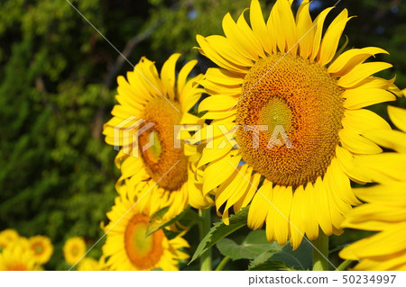beautiful sunflower blossom blooming in nature beautiful sunflower blossom blooming in nature 50234997