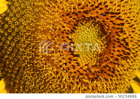 beautiful pollen sunflower flora beautiful pollen sunflower flora 50234998