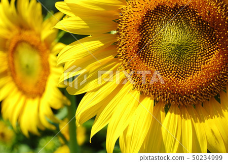 beautiful flower, sunflower blossom blooming beautiful flower, sunflower blossom blooming 50234999