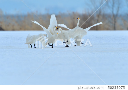 Inawashiro swans Inawashiro swans 50235075