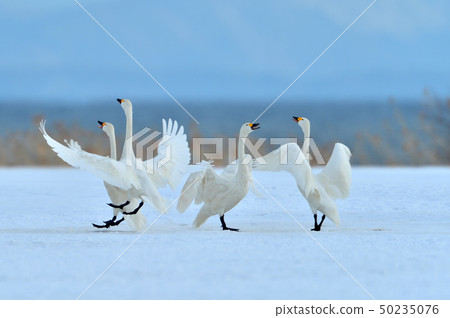 Inawashiro swans Inawashiro swans 50235076
