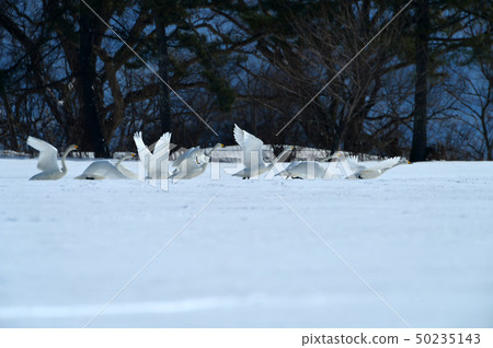 Inawashiro swans Inawashiro swans 50235143