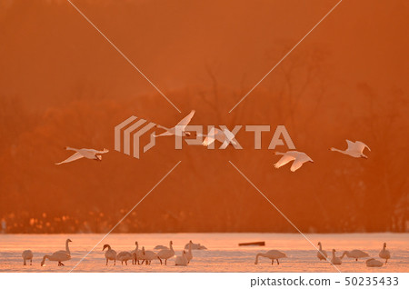 Swan in Lake Inawashiro 50235433