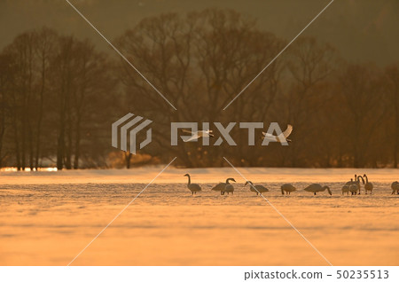 Swan in Lake Inawashiro 50235513