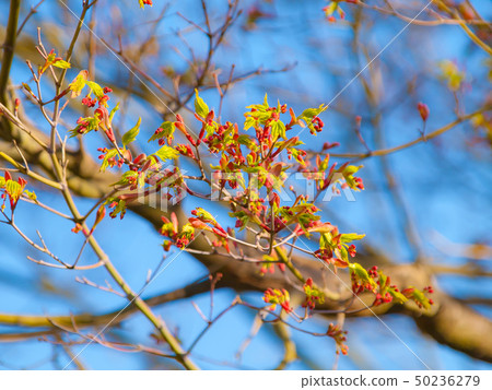 Maple bud and red flower Maple bud and red flower 50236279