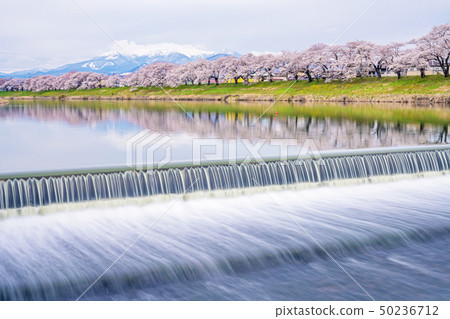 First glance at Shiraishikawa Tsutsumi Senbonzakura First glance at Shiraishikawa Tsutsumi Senbonzakura 50236712