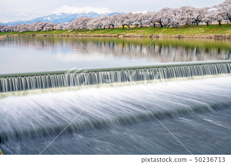 First glance at Shiraishikawa Tsutsumi Senbonzakura First glance at Shiraishikawa Tsutsumi Senbonzakura 50236713