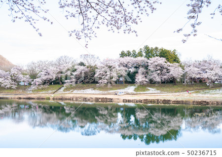 First glance at Shiraishikawa Tsutsumi Senbonzakura 50236715