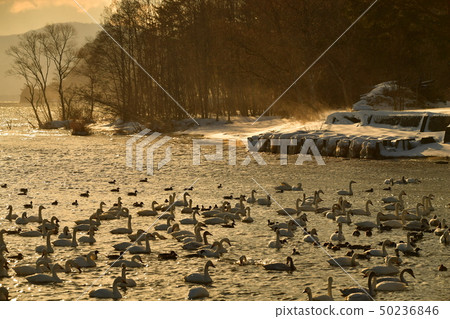 Swan in Lake Inawashiro Swan in Lake Inawashiro 50236846