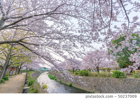 在Ayan公園的櫻花 50237009