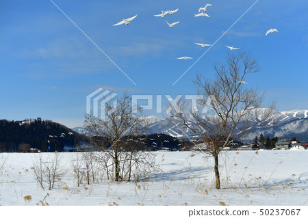 Inawashiro swans 50237067